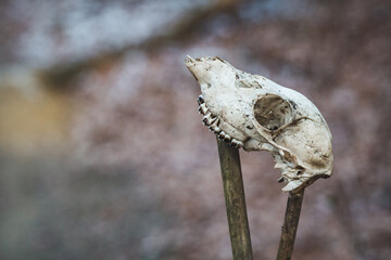 An animal skull on a pole. I found the bones outdoor in nature. It's a head of dead creature that died natural