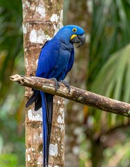 Blue and yellow, endangered Hyacinth Macaw on tree branch 