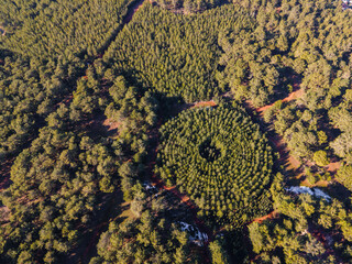 Forest Experimental Plot with Circular Planting Pattern - Aerial View