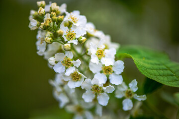 Delicate White Spring Blossoms in Bloom