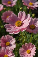 Obraz premium pink chrysanthemum flowers