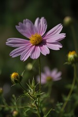 Obraz premium bee on a flower