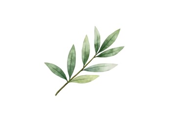 Obraz premium Single Watercolor Olive Branch with Silvery-Green Leaves