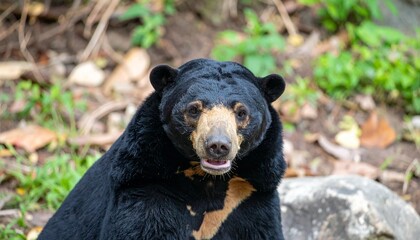 Fototapeta premium Malayan sun bear