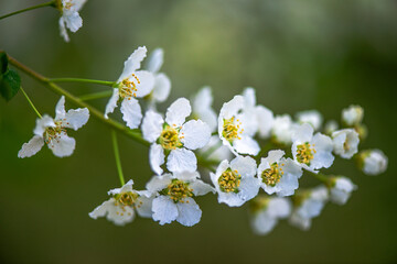 Delicate White Spring Blossoms in Bloom
