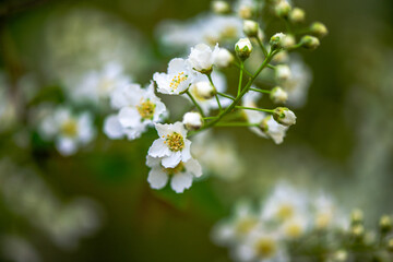 Delicate White Spring Blossoms in Bloom