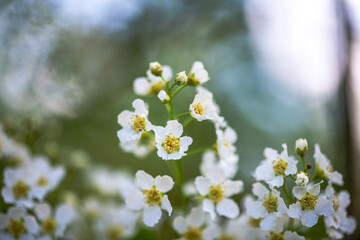 Delicate White Spring Blossoms in Bloom