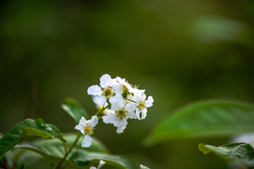 Delicate White Spring Blossoms in Bloom