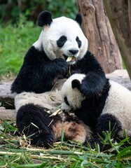 Fototapeta premium Panda family 