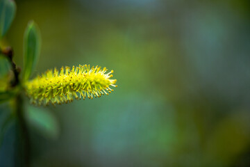 Delicate White Spring Blossoms in Bloom