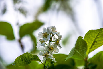 Delicate White Spring Blossoms in Bloom