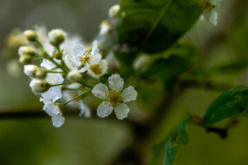 Delicate White Spring Blossoms in Bloom