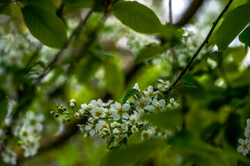 Delicate White Spring Blossoms in Bloom