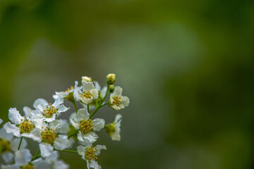 Delicate White Spring Blossoms in Bloom