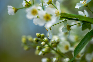 Delicate White Spring Blossoms in Bloom