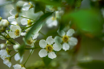 Delicate White Spring Blossoms in Bloom