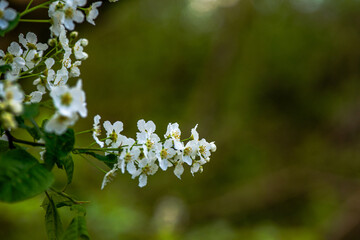 Delicate White Spring Blossoms in Bloom