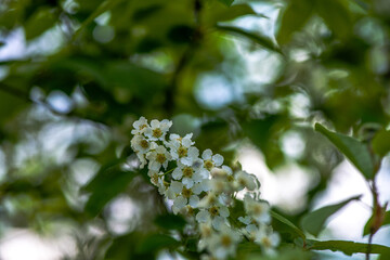 Delicate White Spring Blossoms in Bloom