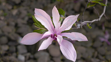 Obraz premium Close-up shot of the Pink star-shaped flowers of blooming Star magnolia - Magnolia stellata cultivar 'Rosea'