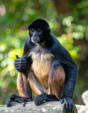 Spider Monkey in the zoo