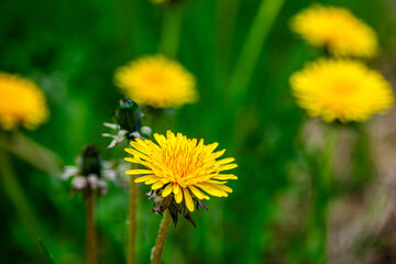 Macro Details of Dandelion Blossoms