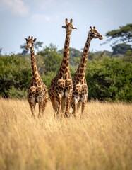 Fototapeta premium Giraffe in the national park, in Africa