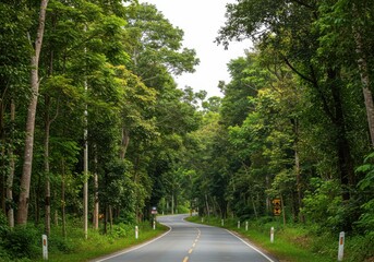 Fototapeta premium Scenic road through lush green forest landscape travel adventure