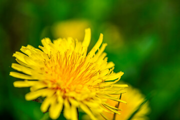 Macro Details of Dandelion Blossoms