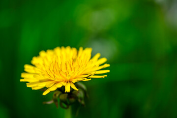 Macro Details of Dandelion Blossoms