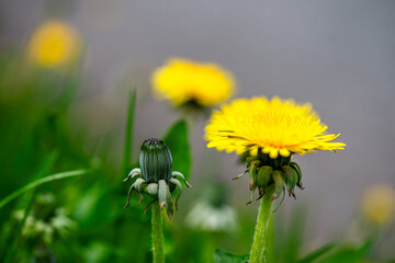 Macro Details of Dandelion Blossoms