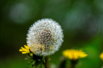 Macro Details of Dandelion Blossoms