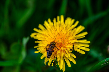Macro Details of a Honey Bee on Dandelion Flower