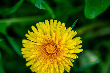 Macro Details of Dandelion Blossoms