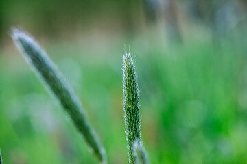 Macro photo of a leaf foxtail grass