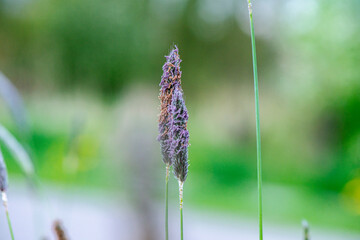 Macro photo of a leaf foxtail grass