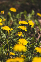 Field milkweed against a blurred background. Close-up of the plant. Sunny day in April