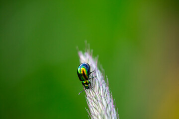 Macro photo of a leaf beetle on foxtail grass