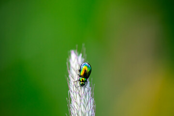 Macro photo of a leaf beetle on foxtail grass