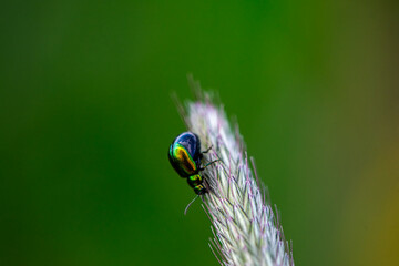 Macro photo of a leaf beetle on foxtail grass