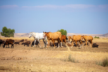 A herd of horses graze in the meadow in summer, eat grass, walk and frolic. Pregnant horses and foals, livestock breeding concept.