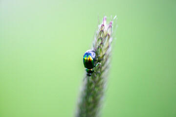 Macro photo of a leaf beetle on foxtail grass