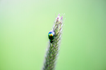 Macro photo of a leaf beetle on foxtail grass