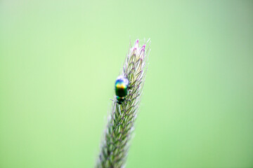Macro photo of a leaf beetle on foxtail grass