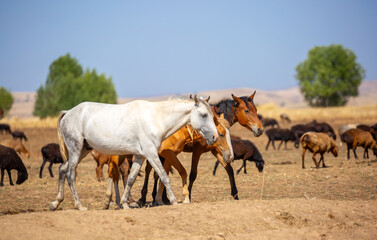 Obraz premium A herd of horses graze in the meadow in summer, eat grass, walk and frolic. Pregnant horses and foals, livestock breeding concept.