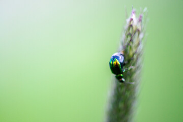 Macro photo of a leaf beetle on foxtail grass