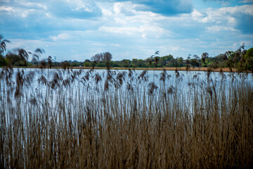 Reed field background