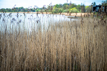Reed field background
