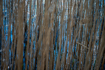 Reed field background