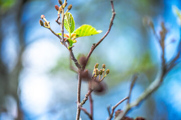 Detailed Close-up of Alnus Glutinosa (Common Alder)