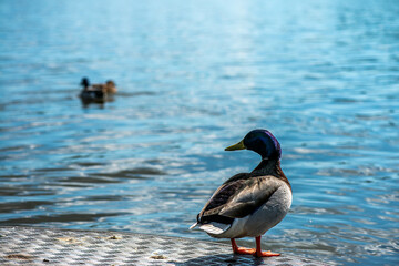 Detailed Close-up of a Green-Headed Duck by the Lake